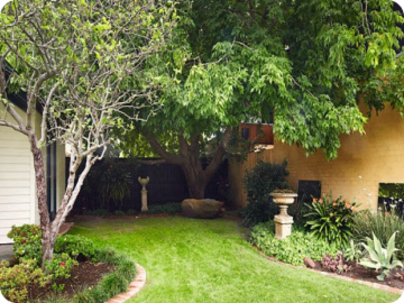 Existing Sandringham backyard with mature elm and lawn before the landscape works