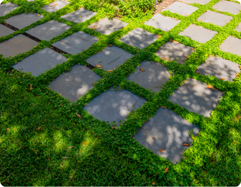 Bluestone stepping pavers with Dichondra planting in Sandringham garden